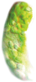 ミドリムシ
