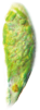 ミドリムシ