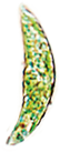 ミドリムシ