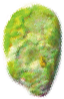 ミドリムシ