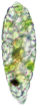 ミドリムシ