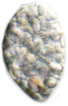 ミドリムシ