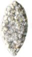 ミドリムシ