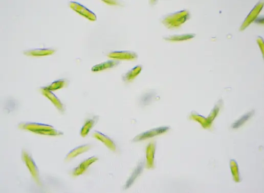 Bioenergy Revolution